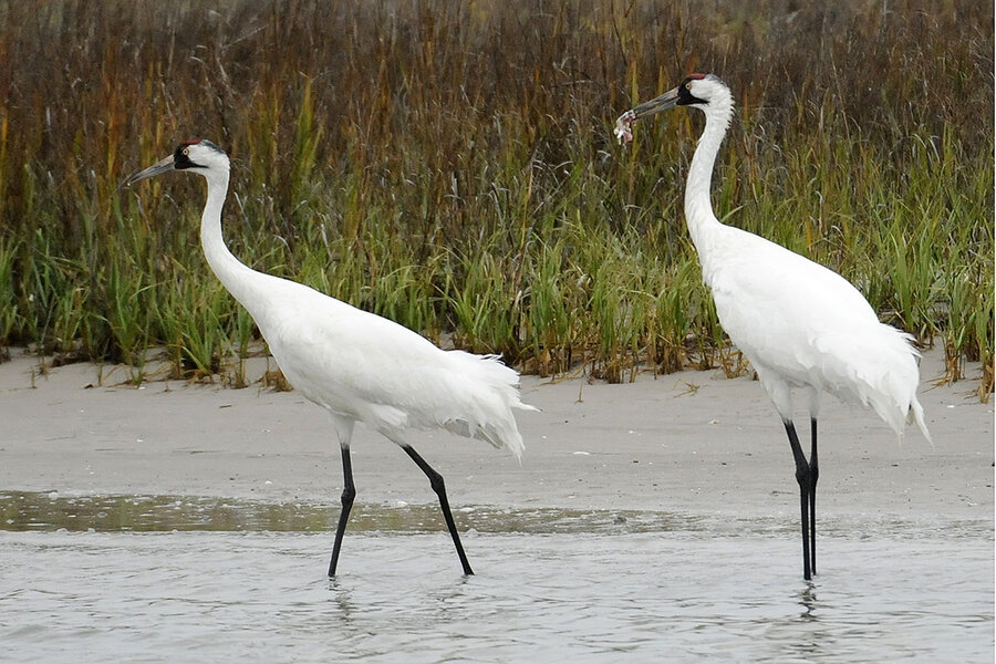 Endangered cranes make a comeback in Texas and Louisiana